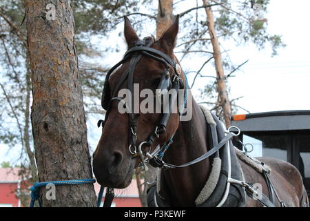 Pferd und Buggy auf der Windmühle in Watkins Glen, New York Stockfoto