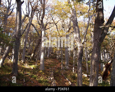 Herbst Farben der subpolaren Buchenwälder der Insel Navarino, Chile - südlichste Wälder der Welt Stockfoto