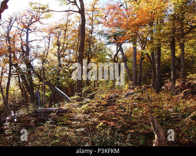 Herbst Farben der subpolaren Buchenwälder der Insel Navarino, Chile - südlichste Wälder der Welt Stockfoto