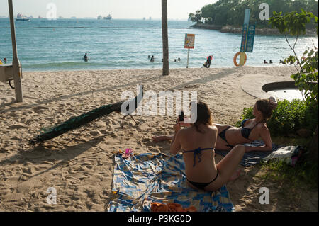 Singapur, Republik Singapur, Asien, Pfau auf Palawan Beach auf Sentosa Stockfoto