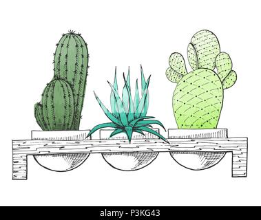 Skizze 3 Sukkulenten in Töpfen auf einem Holzständer. Stilisierte Aquarell. Vector Illustration. Stock Vektor