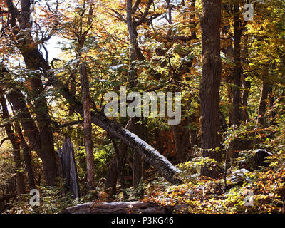 Herbst Farben der subpolaren Buchenwälder der Insel Navarino, Chile - südlichste Wälder der Welt Stockfoto