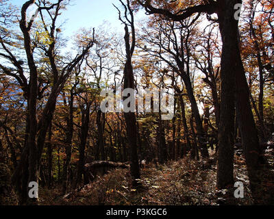 Herbst Farben der subpolaren Buchenwälder der Insel Navarino, Chile - südlichste Wälder der Welt Stockfoto