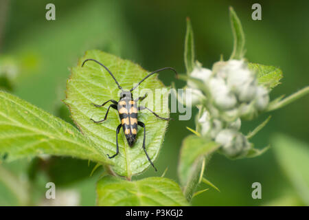 Vier Bändern longhorn Beetle (Leptura quadrifasciata) auf brambles in Surrey, Großbritannien Stockfoto