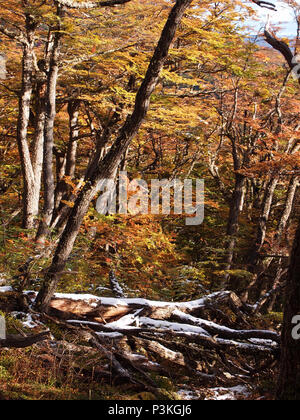 Herbst Farben der subpolaren Buchenwälder der Insel Navarino, Chile - südlichste Wälder der Welt Stockfoto