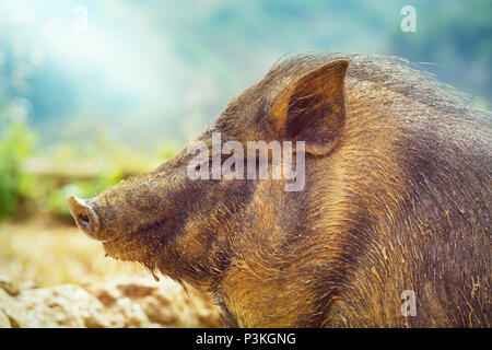 Vietnam Schweine im grünen Feld Stockfoto