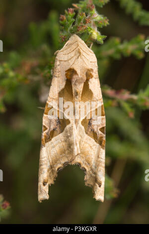 Winkel Schattierungen Motte (Phlogophora meticulosa) ruhen unter Heather in Surrey, Großbritannien Stockfoto