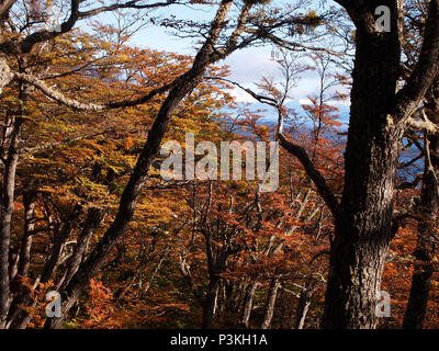 Herbst Farben der subpolaren Buchenwälder der Insel Navarino, Chile - südlichste Wälder der Welt Stockfoto
