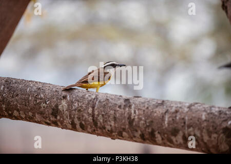 Große Kiskadeed (Pitangus sulfuratus) auf einem Zweig, Pantanal, Brasilien Stockfoto