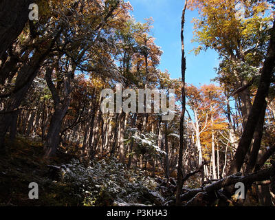 Herbst Farben der subpolaren Buchenwälder der Insel Navarino, Chile - südlichste Wälder der Welt Stockfoto