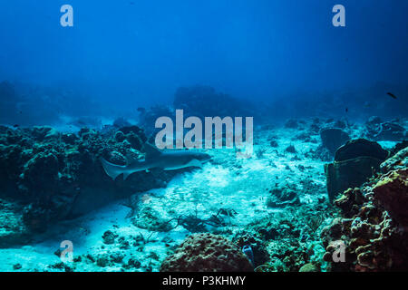 Ammenhai auf Kozumel Island Reef Stockfoto