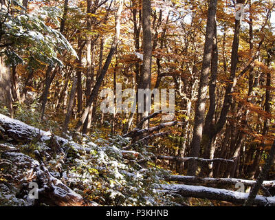 Herbst Farben der subpolaren Buchenwälder der Insel Navarino, Chile - südlichste Wälder der Welt Stockfoto