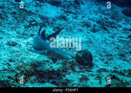 Ammenhai auf Kozumel Island Reef Stockfoto