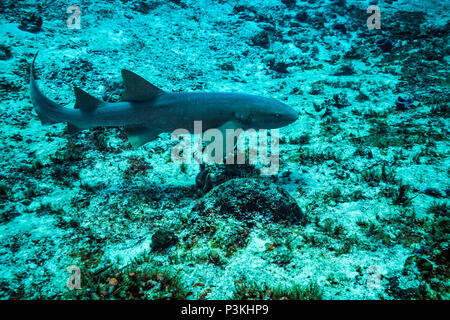 Ammenhai auf Kozumel Island Reef Stockfoto