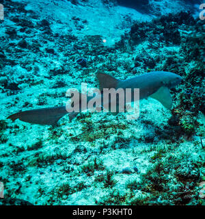 Ammenhai auf Kozumel Island Reef Stockfoto