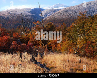 Herbst Farben der subpolaren Buchenwälder der Insel Navarino, Chile - südlichste Wälder der Welt Stockfoto