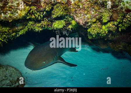 Ammenhai auf Kozumel Island Reef Stockfoto