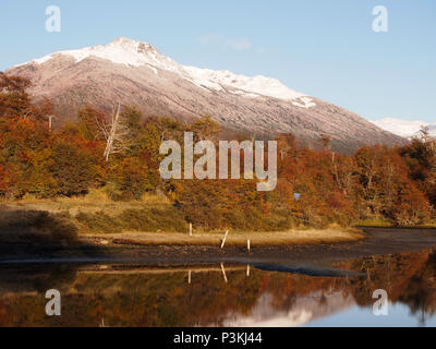 Herbst Farben der subpolaren Buchenwälder der Insel Navarino, Chile - südlichste Wälder der Welt Stockfoto