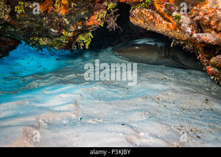 Ammenhai auf Kozumel Island Reef Stockfoto