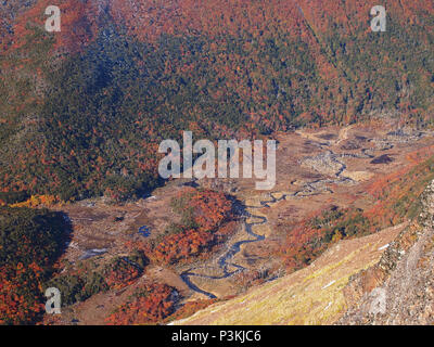 Herbst Farben der subpolaren Buchenwälder der Insel Navarino, Chile - südlichste Wälder der Welt Stockfoto