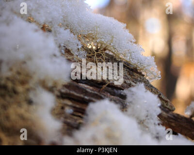 Herbst Farben der subpolaren Buchenwälder der Insel Navarino, Chile - südlichste Wälder der Welt Stockfoto
