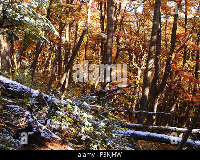 Herbst Farben der subpolaren Buchenwälder der Insel Navarino, Chile - südlichste Wälder der Welt Stockfoto