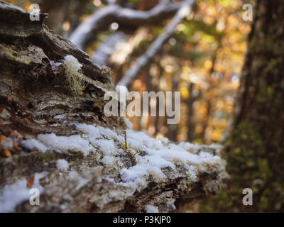 Herbst Farben der subpolaren Buchenwälder der Insel Navarino, Chile - südlichste Wälder der Welt Stockfoto