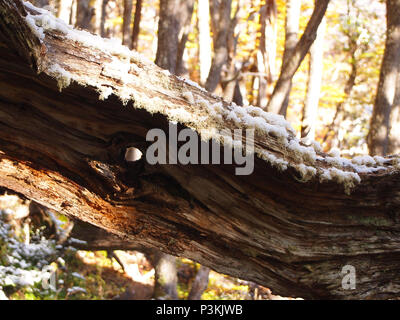 Herbst Farben der subpolaren Buchenwälder der Insel Navarino, Chile - südlichste Wälder der Welt Stockfoto