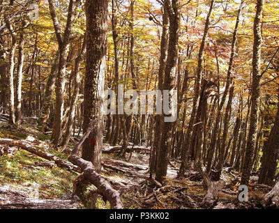 Herbst Farben der subpolaren Buchenwälder der Insel Navarino, Chile - südlichste Wälder der Welt Stockfoto