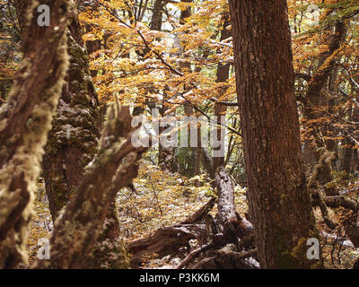 Herbst Farben der subpolaren Buchenwälder der Insel Navarino, Chile - südlichste Wälder der Welt Stockfoto