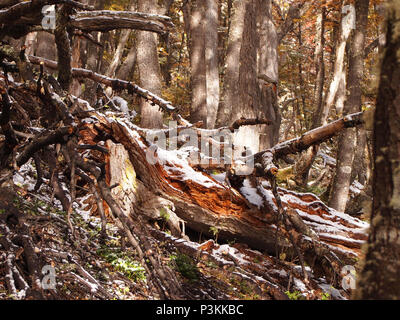 Herbst Farben der subpolaren Buchenwälder der Insel Navarino, Chile - südlichste Wälder der Welt Stockfoto