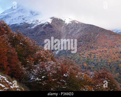Herbst Farben der subpolaren Buchenwälder der Insel Navarino, Chile - südlichste Wälder der Welt Stockfoto