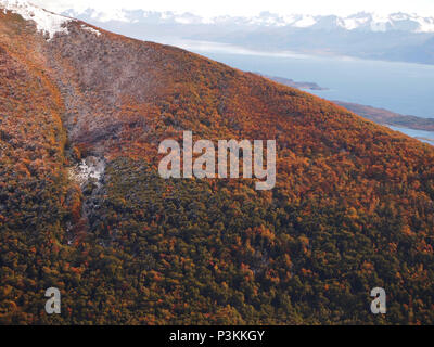 Herbst Farben der subpolaren Buchenwälder der Insel Navarino, Chile - südlichste Wälder der Welt Stockfoto