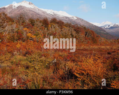 Herbst Farben der subpolaren Buchenwälder der Insel Navarino, Chile - südlichste Wälder der Welt Stockfoto