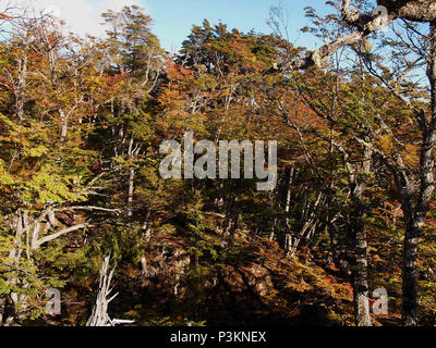 Herbst Farben der subpolaren Buchenwälder der Insel Navarino, Chile - südlichste Wälder der Welt Stockfoto