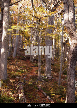 Herbst Farben der subpolaren Buchenwälder der Insel Navarino, Chile - südlichste Wälder der Welt Stockfoto