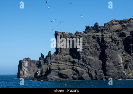 Norwegen, Arktischen Ozean, Jan Mayen. An der Küste Blick auf vogelfelsen aus dem entfernten vulkanischen Küste, Norden eissturmvögel (Fulmarus glacialis) im Flug und in der Stockfoto