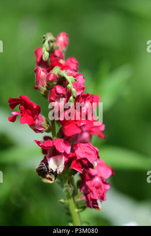 Nahaufnahme eines snapgragon Blume mit einer Biene auf sie Stockfoto