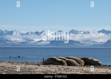 Norwegen, Svalbard, Spitzbergen, Isfjord, Poolepynten. Atlantischen Walross (Odobenus rosmarus rosmarus) coastal Haul mit walross Schwimmen im Distanc Stockfoto