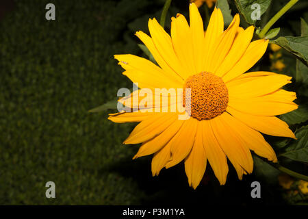 False Sunflower (Heliopsis helianthoides) Stockfoto