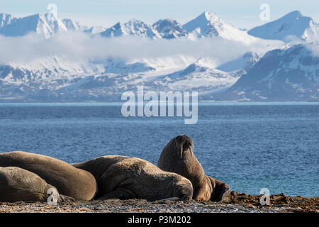 Norwegen, Svalbard, Spitzbergen, Isfjord, Poolepynten. Atlantischen Walross (Odobenus rosmarus rosmarus) Coastal haul Out. Stockfoto