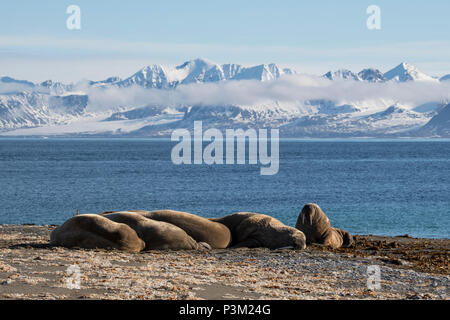 Norwegen, Svalbard, Spitzbergen, Isfjord, Poolepynten. Atlantischen Walross (Odobenus rosmarus rosmarus) Coastal haul Out. Stockfoto