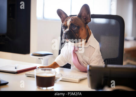 Französische Bulldogge gekleidet als Unternehmer Arbeiten am Schreibtisch auf dem Computer Stockfoto