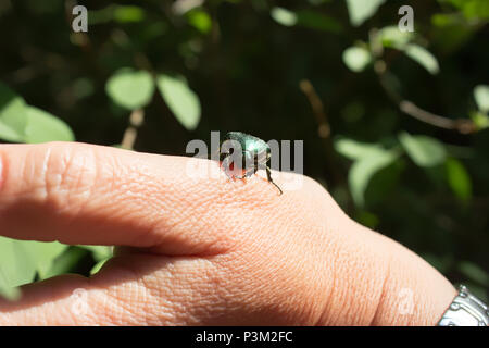 Cetonia aurata - rose Käfer oder die grüne rose Käfer - Käfer auf einer Hand Stockfoto