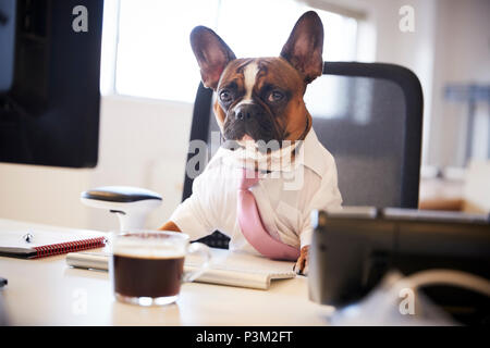 Französische Bulldogge gekleidet als Unternehmer Arbeiten am Schreibtisch auf dem Computer Stockfoto