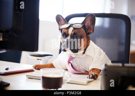 Französische Bulldogge gekleidet als Unternehmer Arbeiten am Schreibtisch auf dem Computer Stockfoto