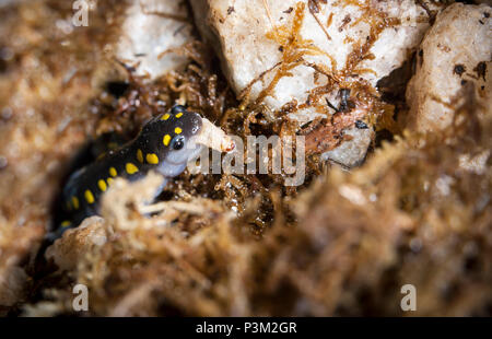 Gefleckte Salamander essen eine waxworm, reicht von Nova Scotia zum Lake Superior zu Süd Georgien und Texas Stockfoto