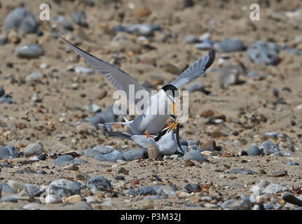 Zwergseeschwalbe (Sternula aibifrons Albifrons) Paar Paarung, Austausch von Sandaal Eccles-on-Sea, Norfolk Juni Stockfoto