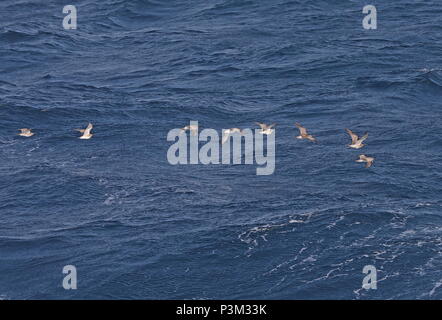 Regenbrachvogel (Numenius phaeopus phaeopus) acht Migranten im Flug niedrig über dem Meer vor der Küste von Portugal Stockfoto