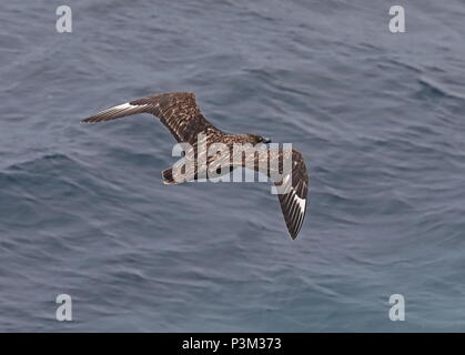 Great Skua (Catharacta skua) Erwachsene im Flug über das Meer Atlantik aus Portugal Stockfoto